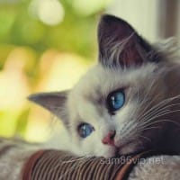 Người chơi Liễu Thùy My